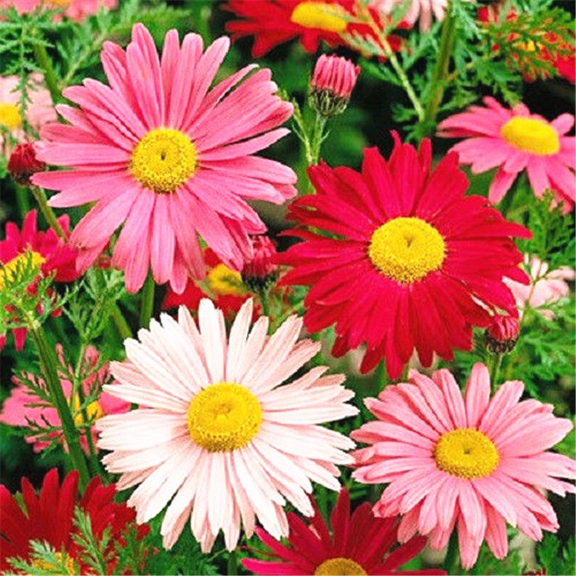 2019 Pyrethrum Daisy Flower 50 Seeds Mix Color Chrysanthemum Easy