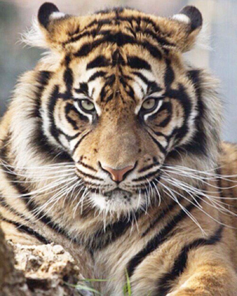 Tiger Eye Lösung Tiger Eye Lösung