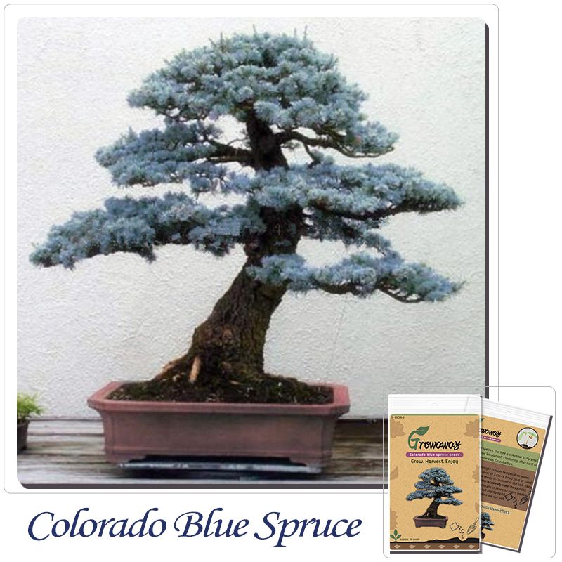 2019 Bonsai Colorado Blue Spruce Picea Pungens Seeds Evergreen Tree