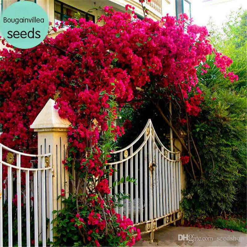 2019 20/Pcs Outdoor Potted Bougainvillea Vines Climbing ...