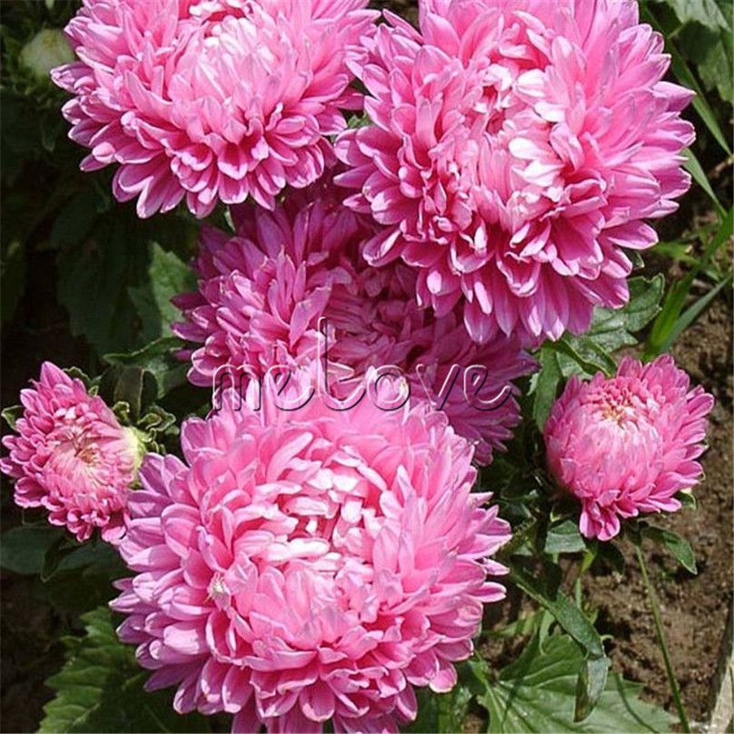 200 pink chinse aster