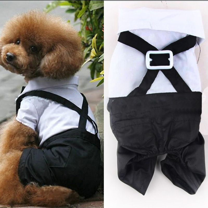 small pet clothes