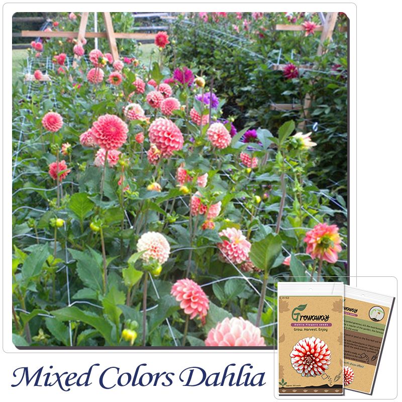 Compre Bonsai Semillas De Flores 100 Semillas Dahlia Dinnerplate