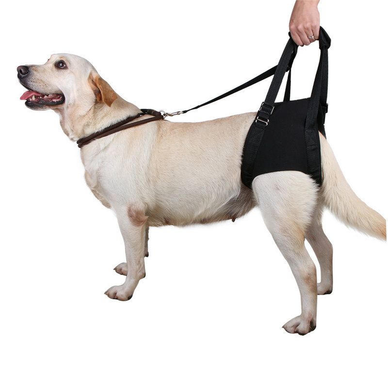 Service Dog For Elderly Service Dog For Elderly