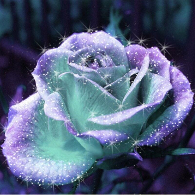 2019 mint and purple rose seeds seeds package new arrival ombre