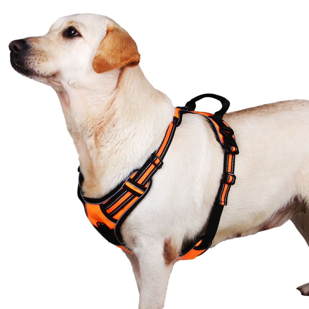 Acquista Imbracatura Cani Da pagnia Lalawow Imbracatura Imbracatura per cani di Lalawow con manico No Riflettente D Ring con guinzaglio