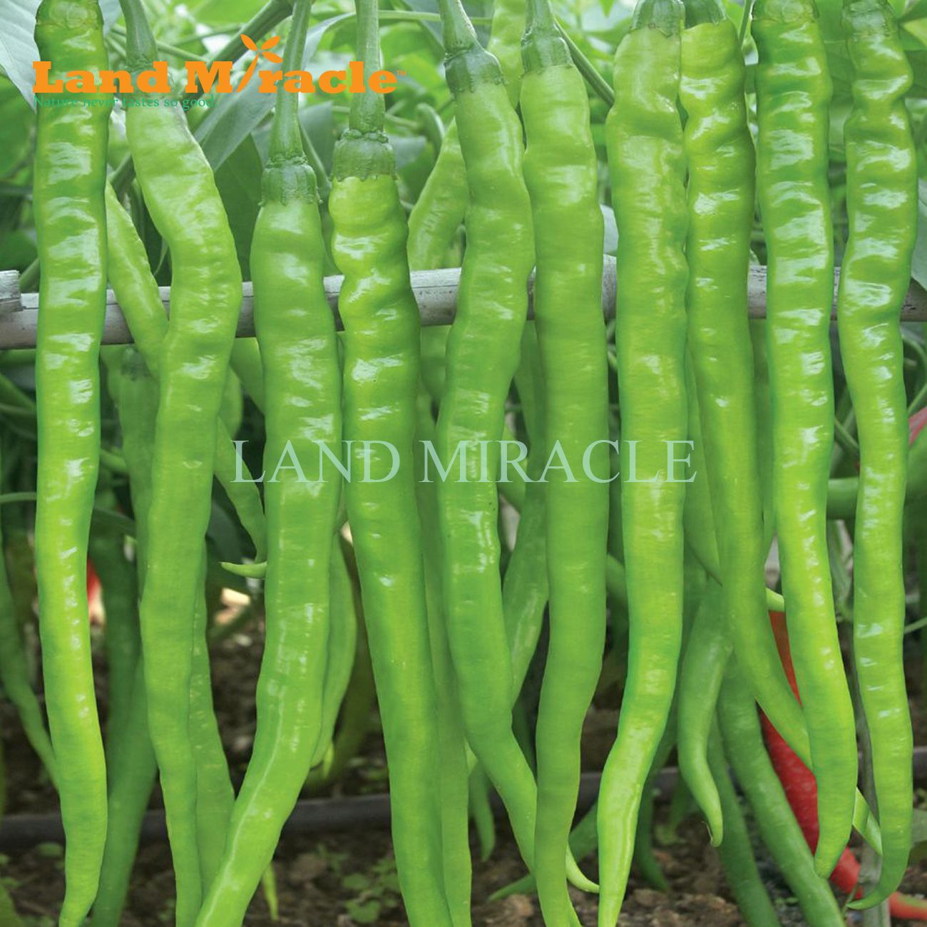 مستورد بذور الفلفل الأخضر الطويل 100 بذور نباتات الفلفل الحار العضوي الساخن 2020 من Landmiracle 5 07ر س موبايل Dhgate