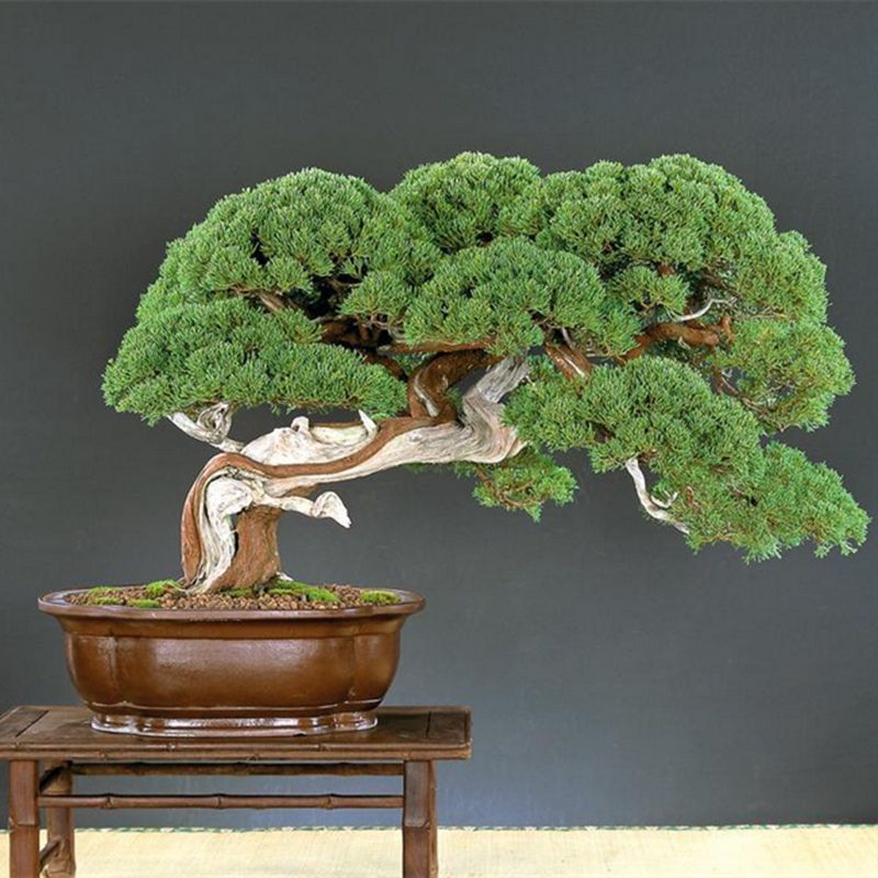 bonsai prezzi online bonsai prezzi online