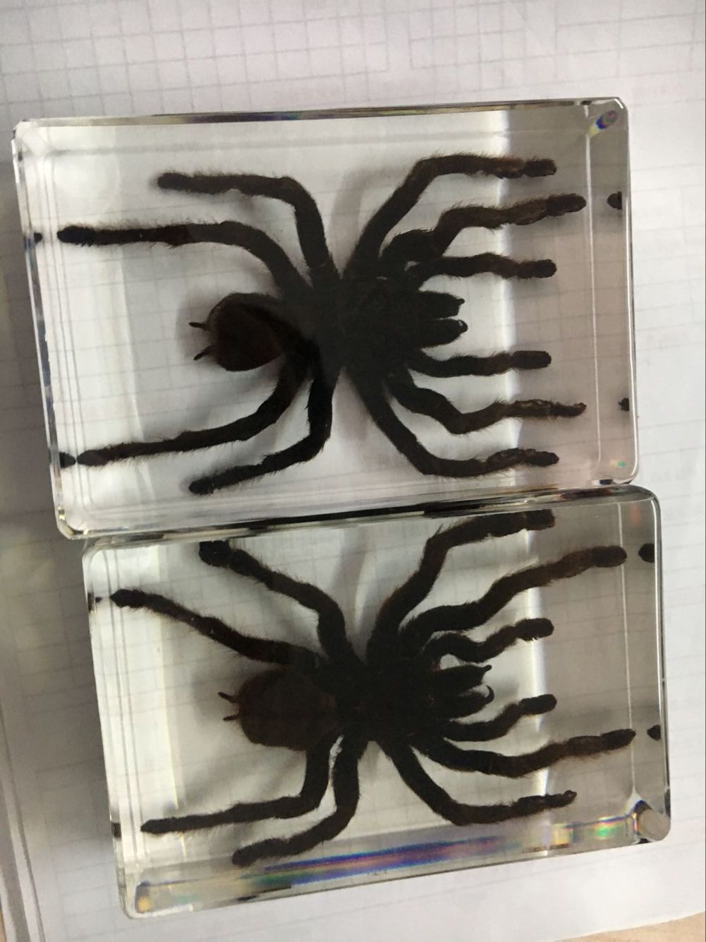 Best Quality Big Grey Spider Specimens Acrylic Resin Embedded Spider