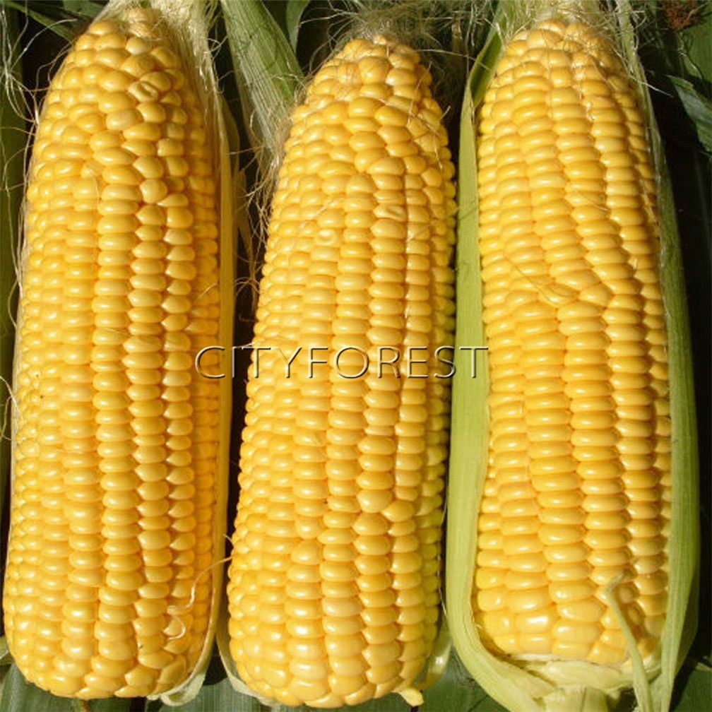 2019 sweet yellow corn 50 seeds light yellow sweet waxy waxy corn