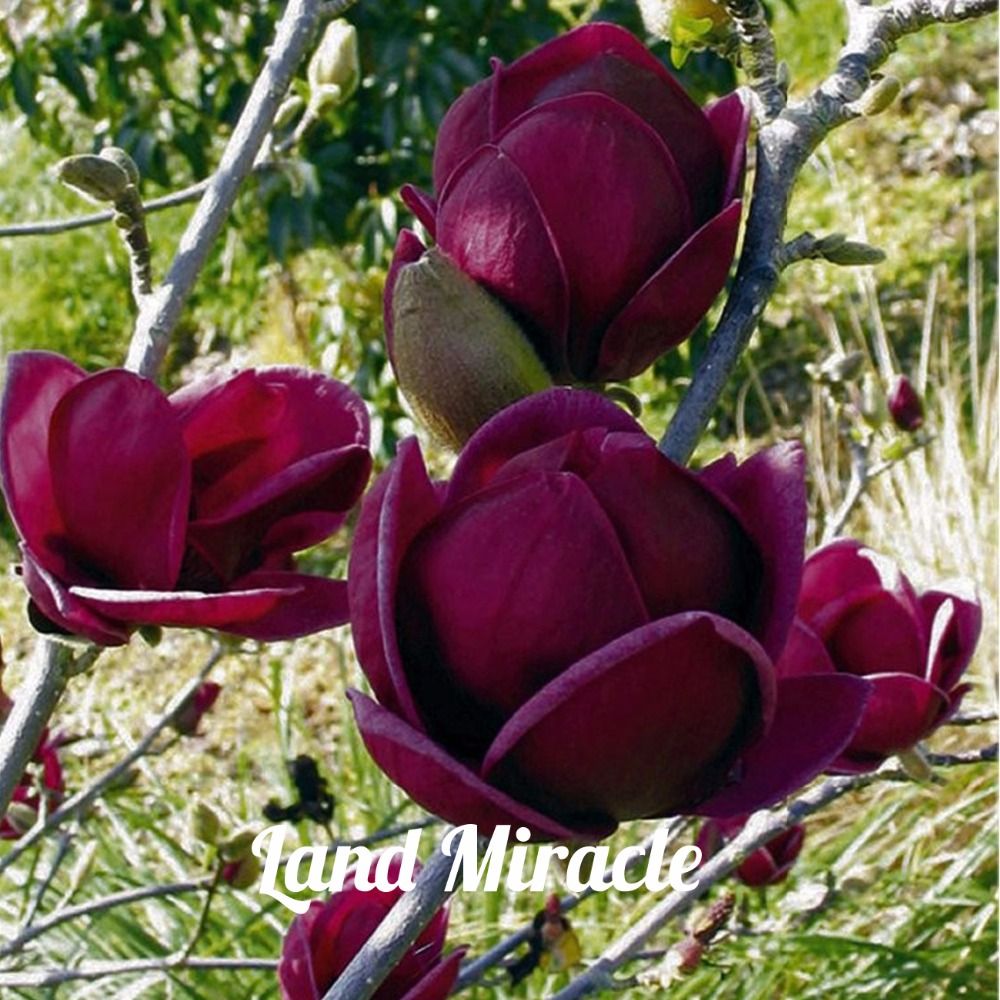 rare deep purple black