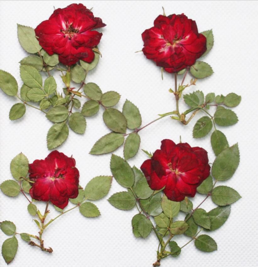 2022 Red Pressed Dried Rose Flower With Branch Leaf For 2022 Red Pressed Dried Rose Flower With Branch Leaf For