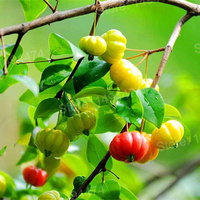 DIY Bonsai Home Garden Yard Decor Se-EDS ALEXI Sweet Cherry Se-EDS Shrub Prunus Cerasus Tree Se-EDS Non GMO Big Fruit