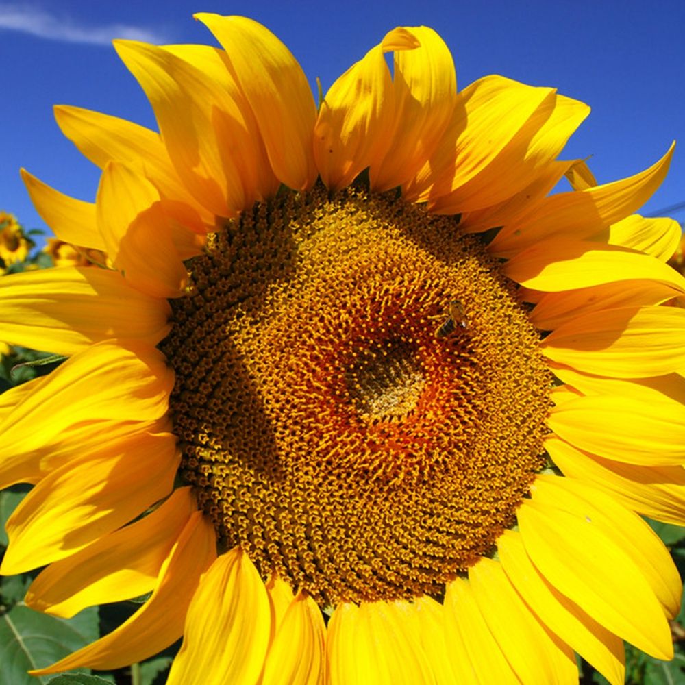 2018 15 Edible Sunflower Seeds Helianthus Annus The Beauty Of Spring