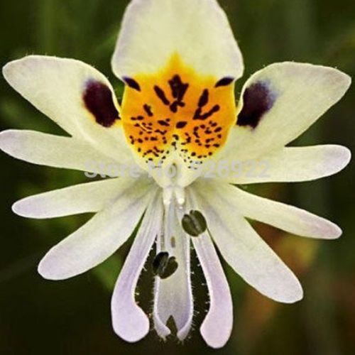 Surprenantes Orchidées Surprenantes Orchidées
