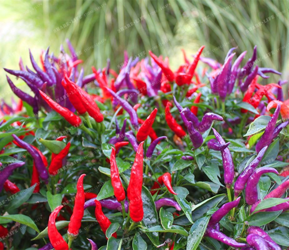 reaper pepper reaper pepper
