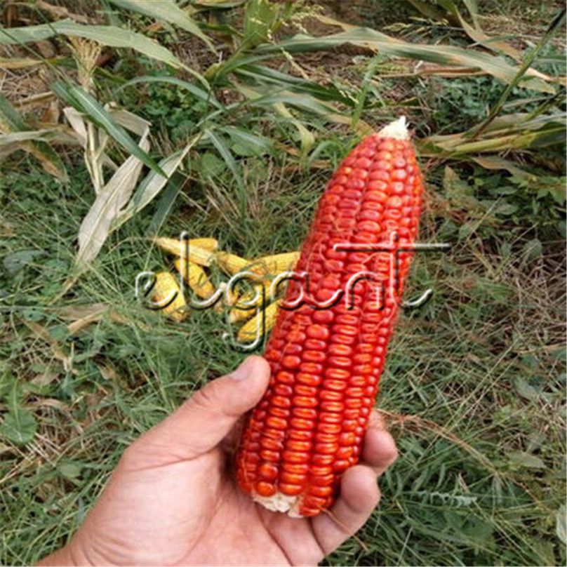 2019 sweet waxy red corn seeds high yield waxy corn diy waxy corn