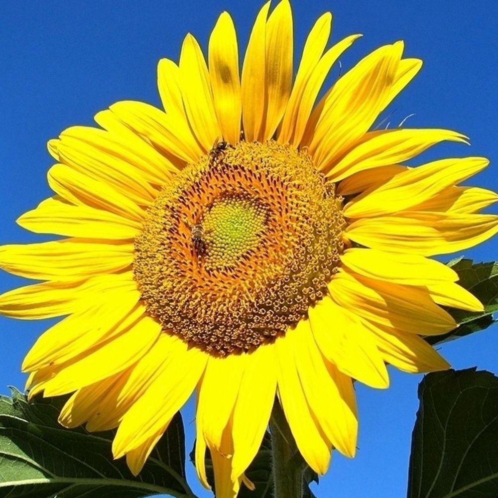 Buy Best And Latest BRAND 15 Edible Sunflower Seeds Helianthus Annus