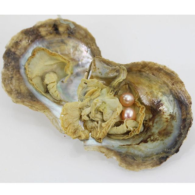 2019 Vacuum Packed Akoya Pearl Oysters 6 7mm Pink Round Twin Akoya