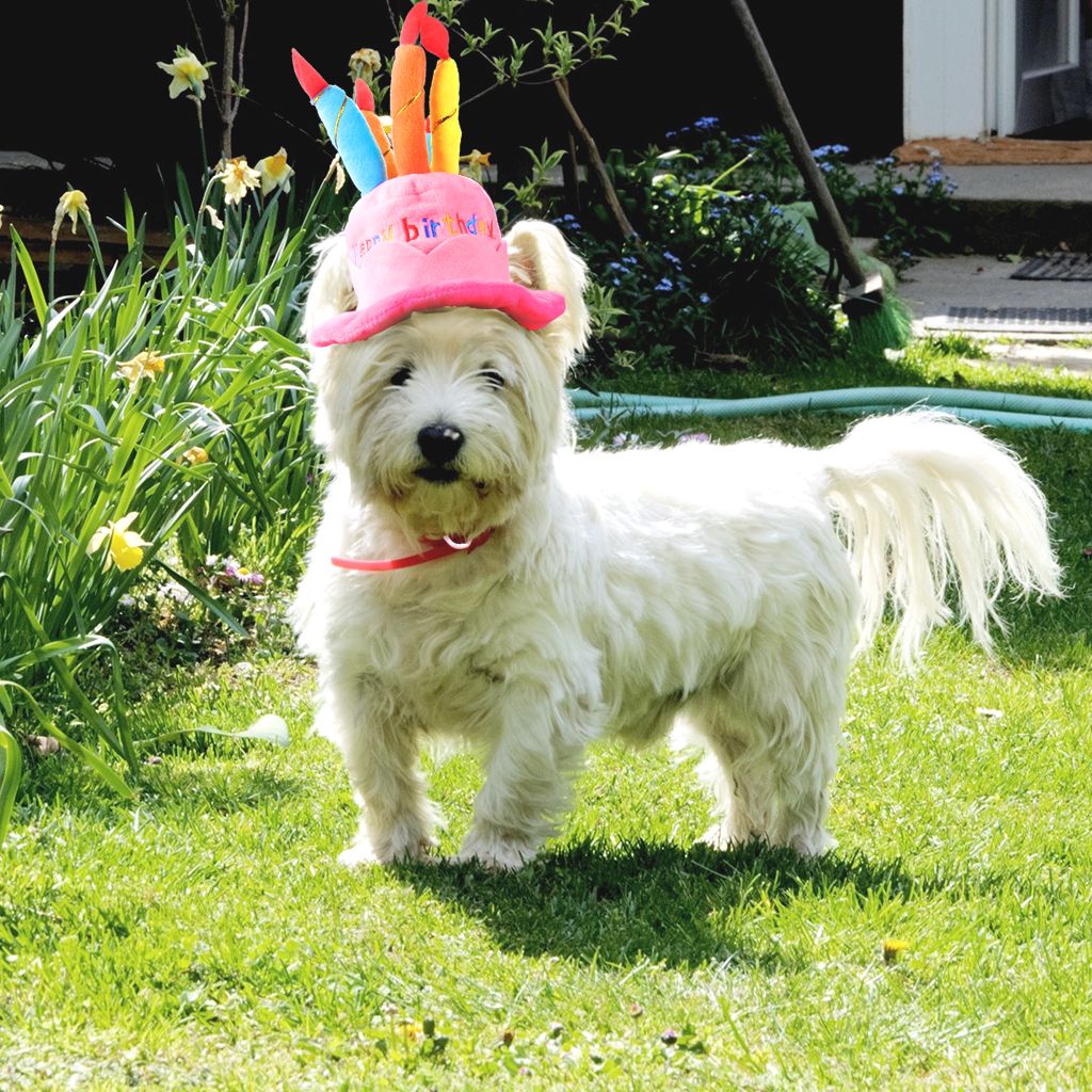 Acheter Vetements De Chapeau Danniversaire Pour Animaux De Compagnie Pour Les Chats Et Les Chiens Chapeau De Gateau De Chiot Avec Des Bougies Super Cachemire Tissu Rose Bleu De 3 35 Du Acheter Vetements De Chapeau Danniversaire Pour Animaux De Compagnie Pour Les Chats Et Les Chiens Chapeau De Gateau De Chiot Avec Des Bougies Super Cachemire Tissu Rose Bleu De 3 35 Du