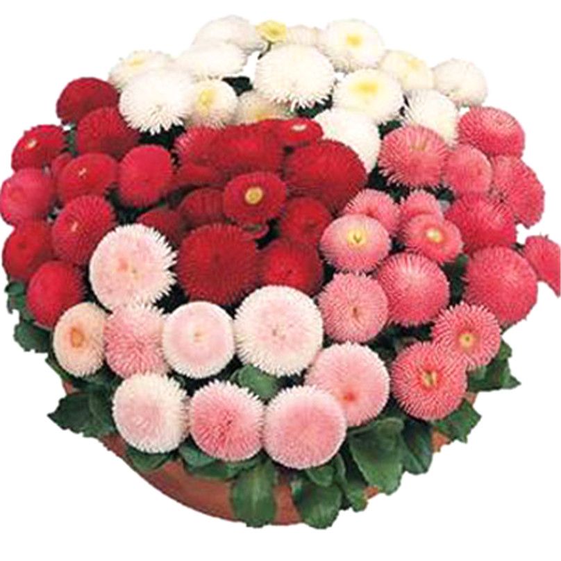 Gänseblümchen Englisch