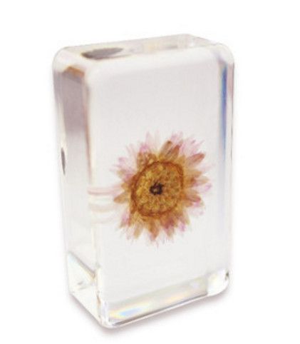 2019 acrylic resin embedded paper daisy flower specimen transparent flower embedded paper