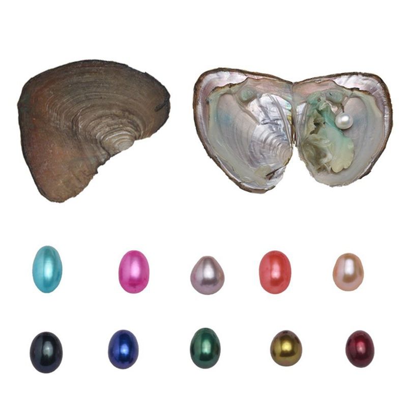 2020 Natural Freshwater Pearls Oysters Kit With Large Oval Pearls