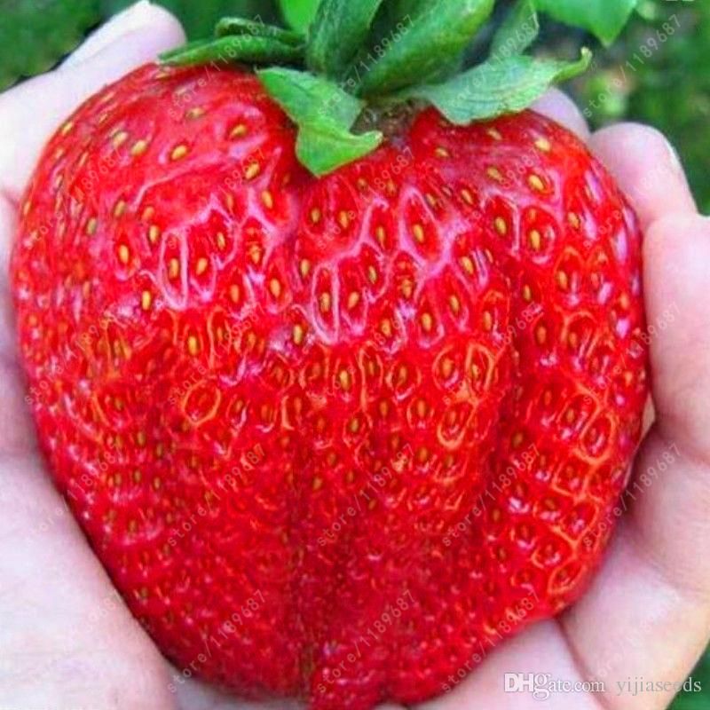 2020 50/Bag Giant Strawberry Seeds, Rare, Big As A Peach, Fragaria