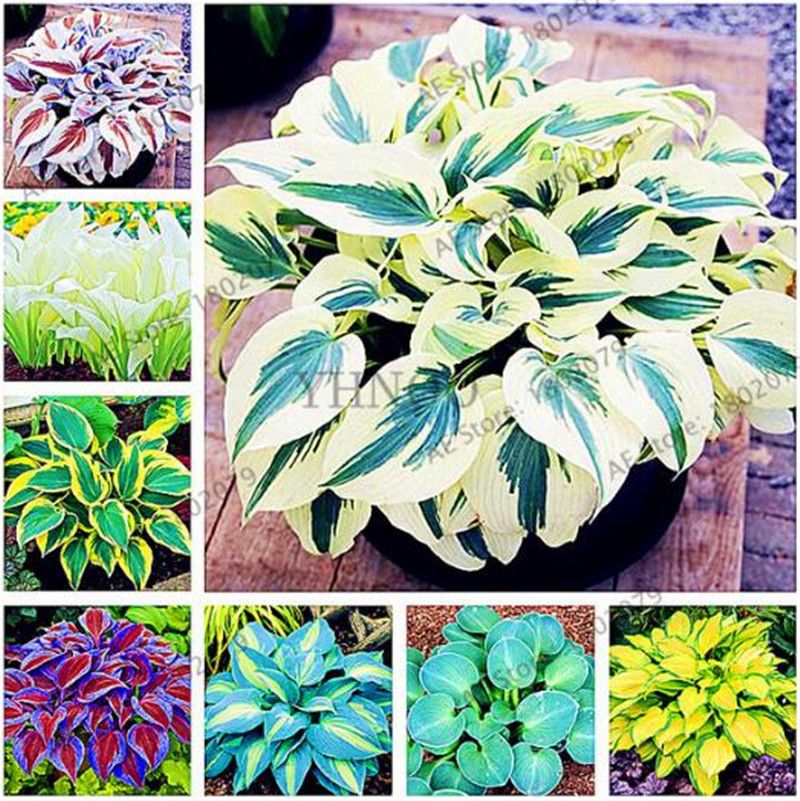 Großhandel 100 Teile / Beutel, Hosta Pflanzen Samen ...