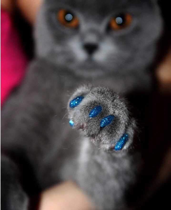 silicone caps for cat claws