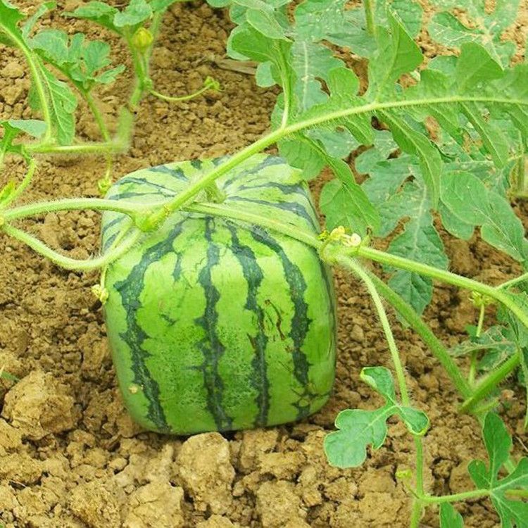2020 A Package Seeds Rare Simple Geometric Square Watermelons Seeds