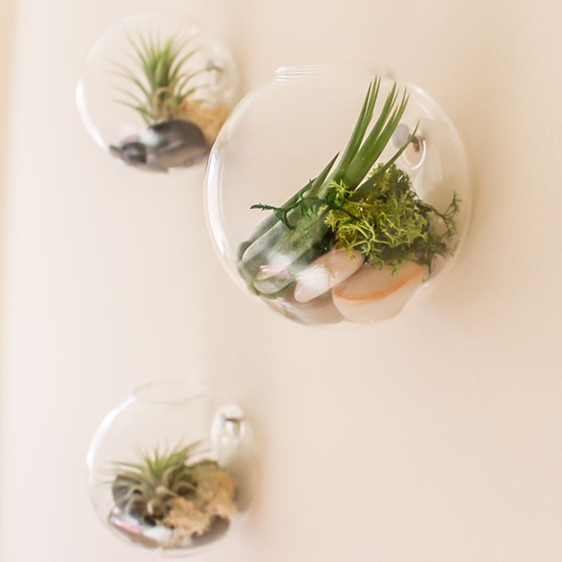 Set Of 3 Wall Mounted Clear Glass Terrariums, Air Plant Globes, Hanging ...