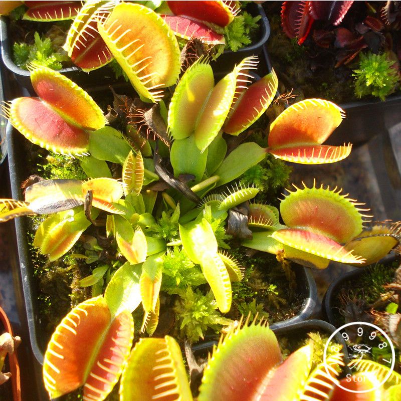 2020 / Pack Potted Insectivorous Plant Seeds Dionaea Muscipula Giant