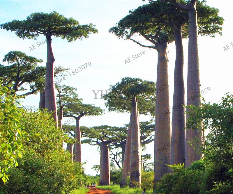Acquista 20 Pz Rare Africa Albero Baobab Semi Di Alta Qualita Rare Semi Di Baobab Pianta Tropicale Albero Gigante Semi La Casa Giardino Piantare A 7 68 Dal Yijiaseeds Dhgate Com