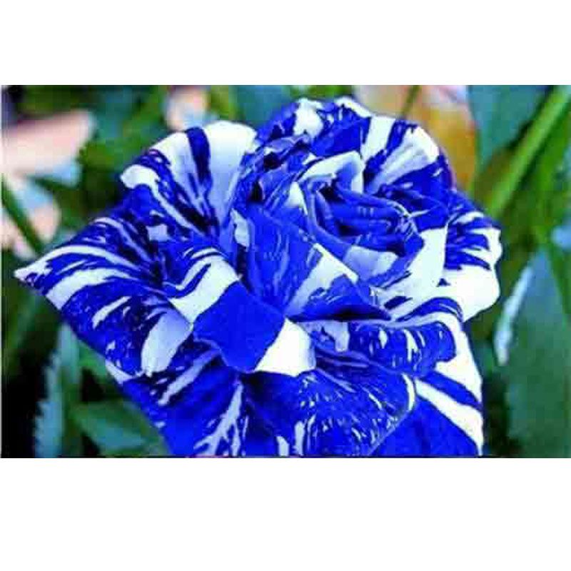Cheap Rose Flower Seeds 200 Seeds Package Blue And White Mixed Color