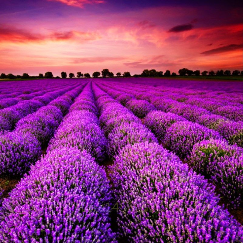 Where To Buy French Lavender Plants Where To Buy French Lavender Plants