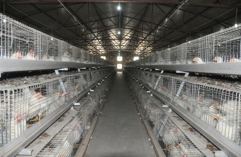 Poulailler Chaud Galvanisé Cage A Cadre Batterie Poulet Poulet Oiseaux Cage Avec Automatique Drinkingfeeding System Poulet Coop à Vendre