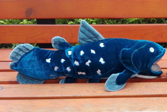 coelacanth plush