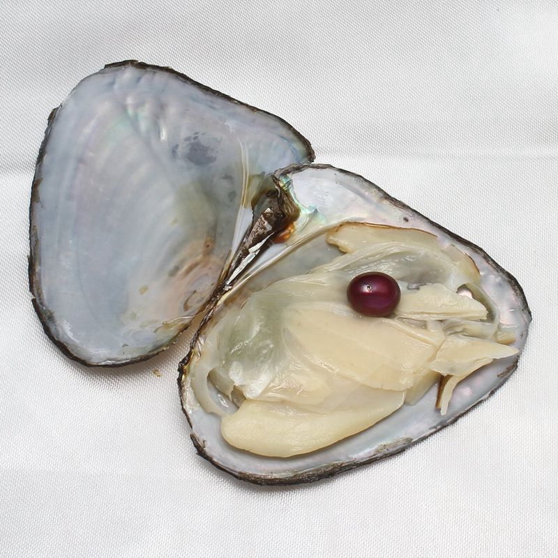 Wholesale Oysters With Dyed Natural Pearls Inside Pearl Party Oysters