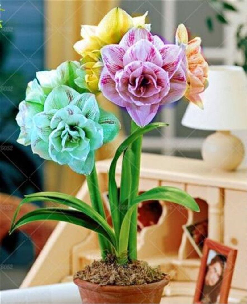 2019 White Amaryllis Seeds Hippeastrum Seeds Not Amaryllis