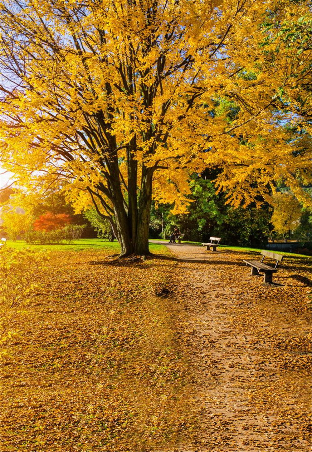2019 park autumn scenic