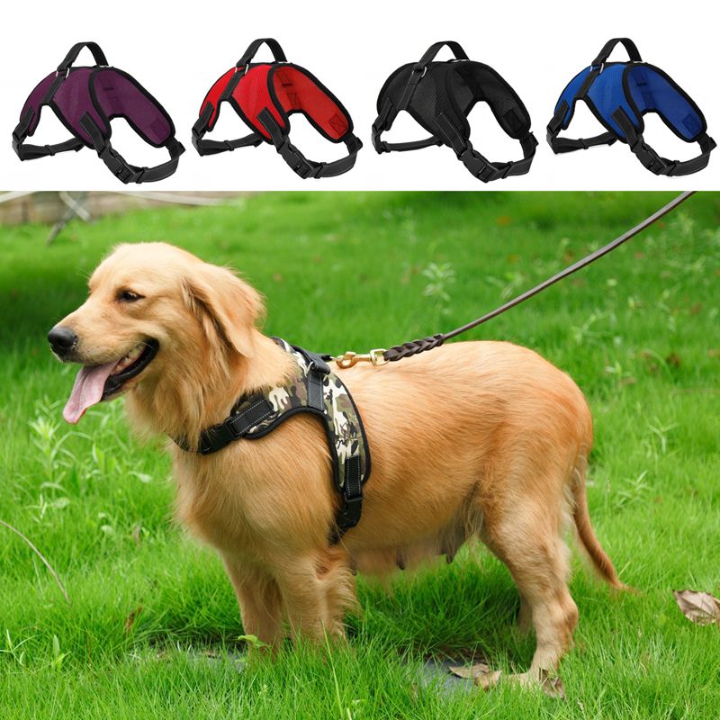 huge dog rope