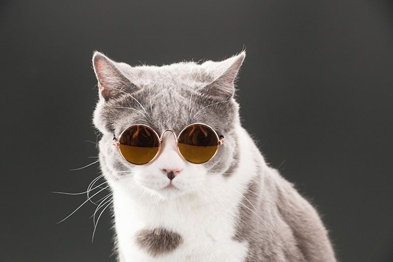 gato con gafas de sol
