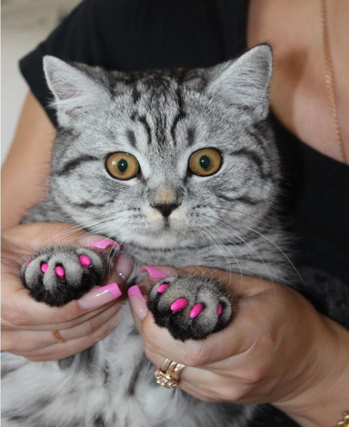 2022 Silicone Soft Cat Nail Caps Cat Paw Claw Pet Nail 