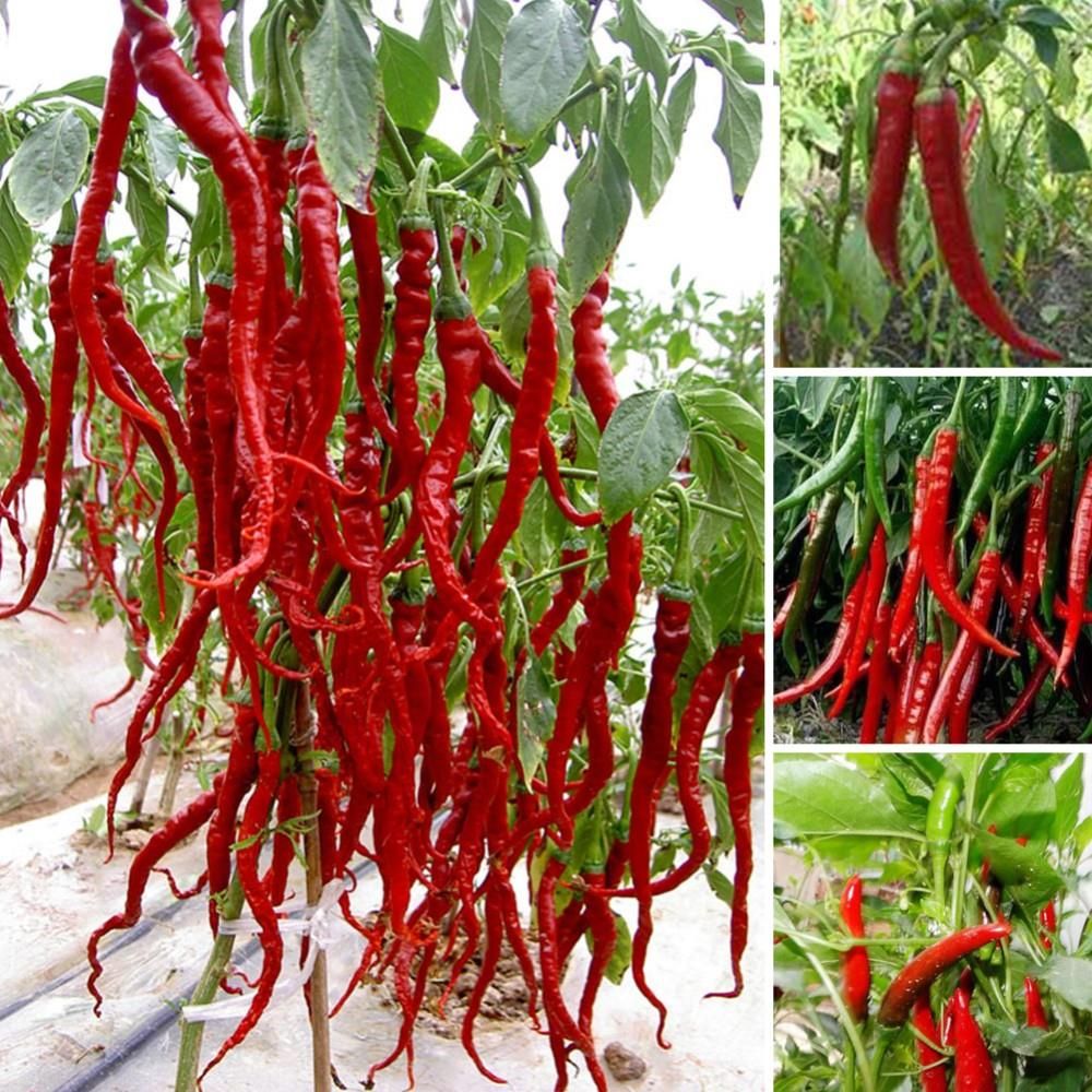 Acquista 200 Pz Spezie Giganti Piccante Peperoncino Rosso Semi Piante In Vaso Bonsai Giardino Cortile Balcone Pianta A $2.11 Dal Ymhzdy
