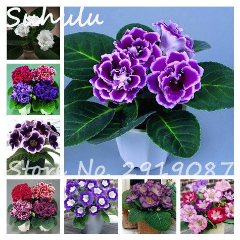 Gloxinia In Chinese Name Cha Gloxinia