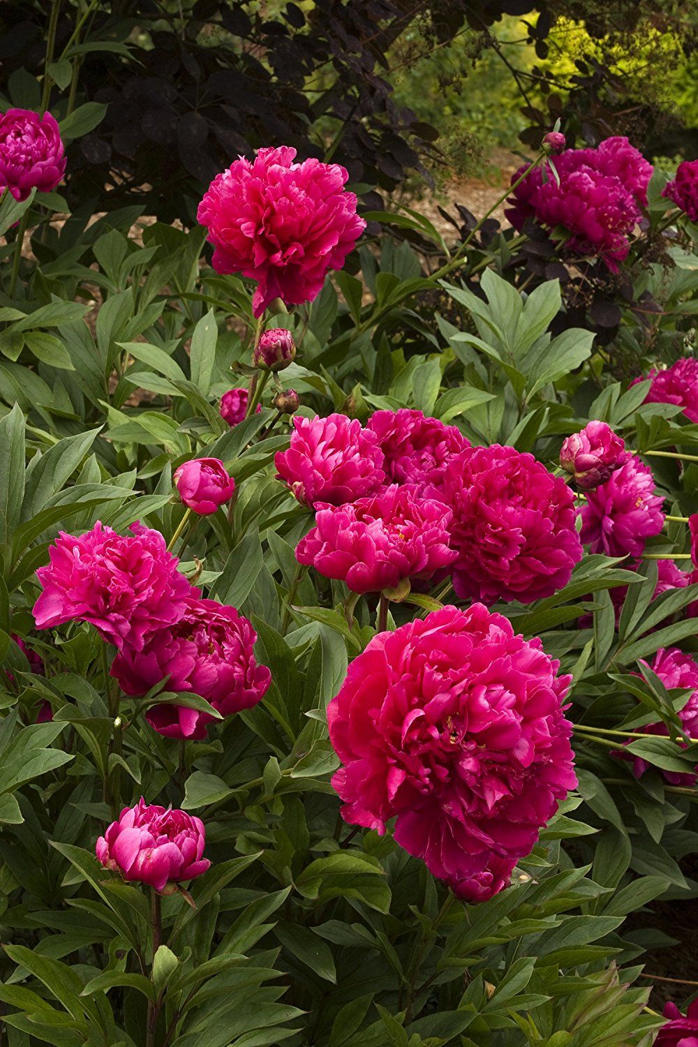 2019 Rosen Field Garden Peony: Paeonia Lactiflora 1 Bulbs ...