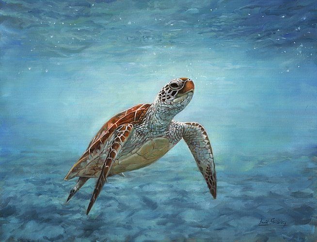 2019 Artwork Sea Turtle Unframed Modern Canvas Wall Art For Home And