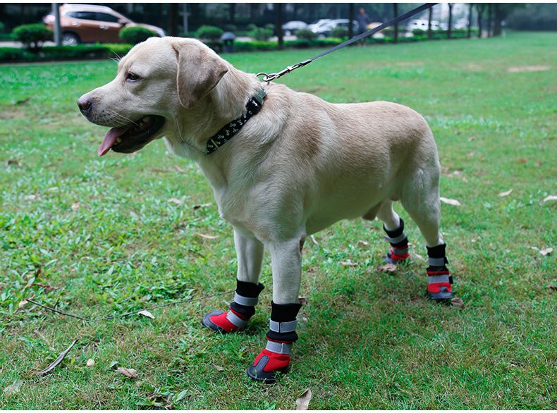 pet shoes for large dogs