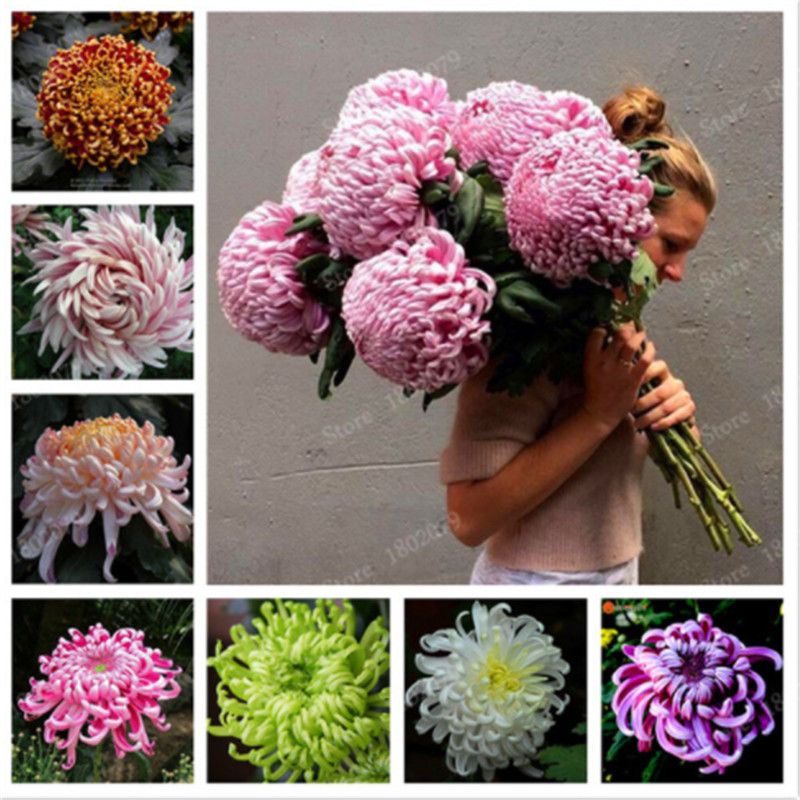 Exotique fleurs Rare semences rares jardin balcon plante herbe noire